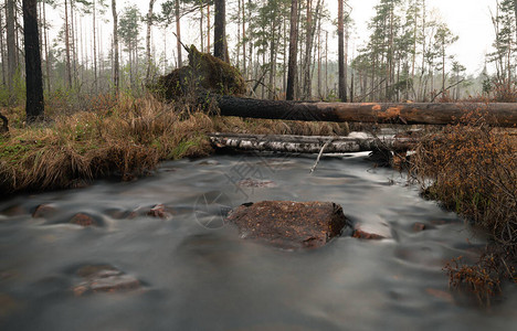 早春拍摄的森林溪流图片
