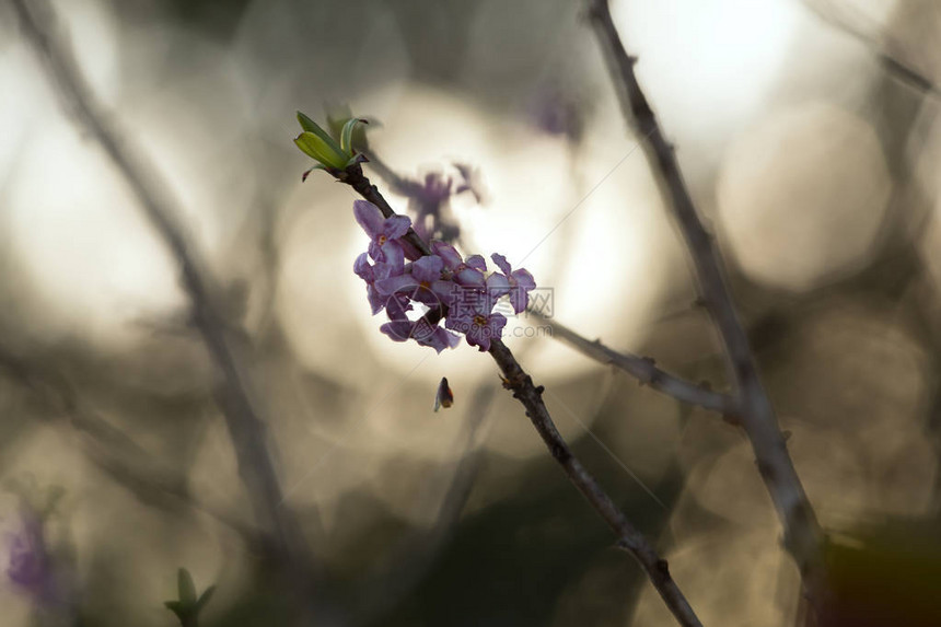 盛开的达芙妮mezere图片