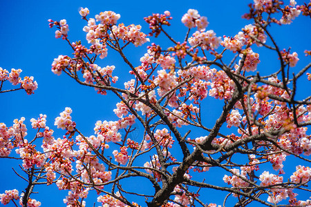 卡瓦祖樱桃树和图片