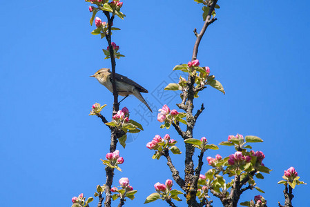 Chiffchaff鸟高清图片