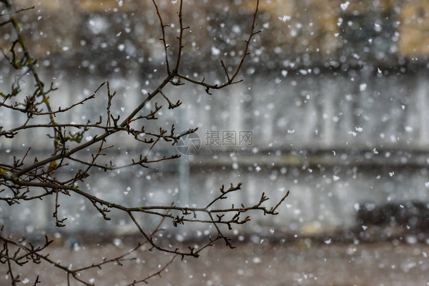专注于前景下雪期间的树枝图片