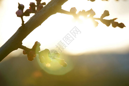 早春的粉红杏树芽背景图片