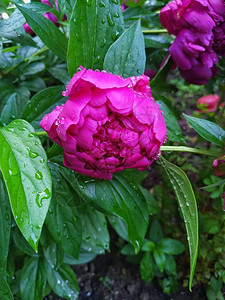 春天的雨滴里有小马花雨过后它们图片