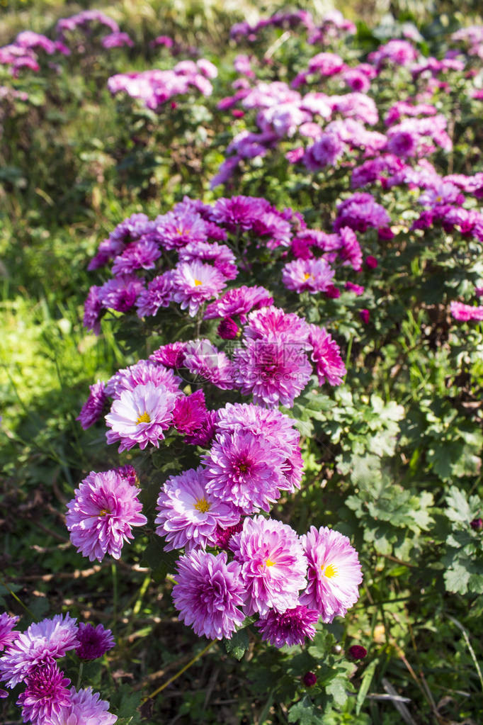 花园里盛开的菊花图片