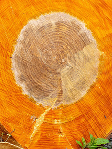 图片与带有裂缝和年轮的切割木树部分图片