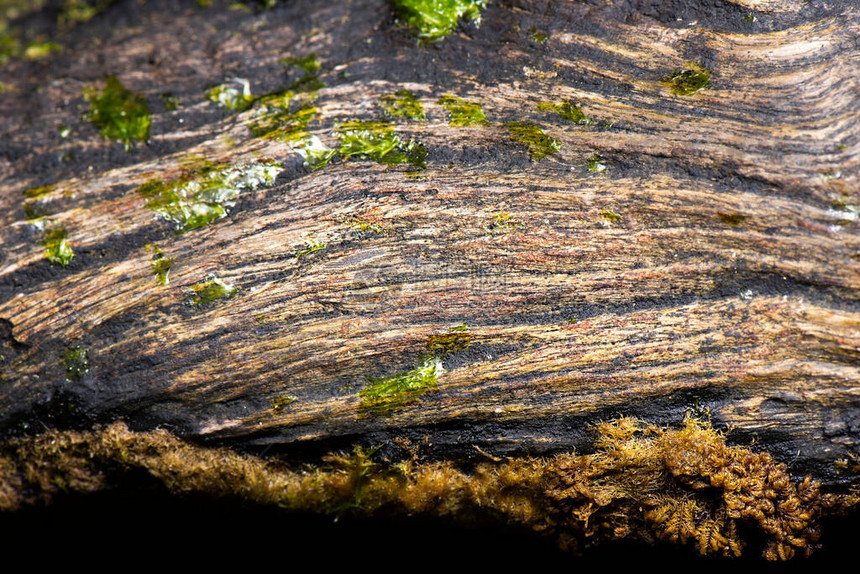 在昆士兰州胡迪角海滩发现的腐烂木头的详细图片