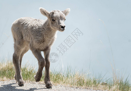 大山羊野生羊羔动物图片