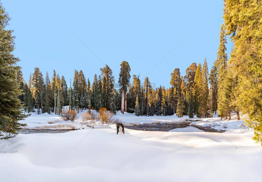 寒冬风景在角树公园中树木为s图片