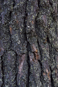 一个强大的松树干皮图片