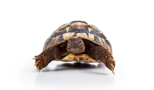 东赫曼的乌龟欧洲陆地海龟Testudohermanniboettger图片