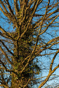 一张长满树枝的树干的照片图片