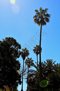 棕榈树的叶子与蓝天的令人回味的图像图片