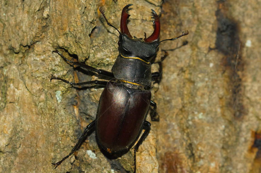鹿甲虫在树林附近发现图片