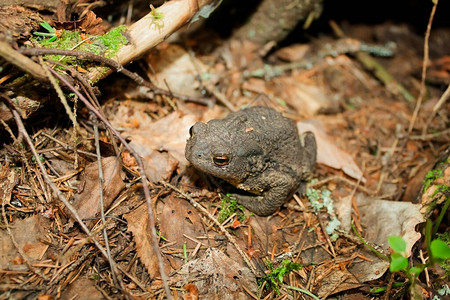 两栖灰色蛤蛙躲在森林里的树叶床上藏在森图片
