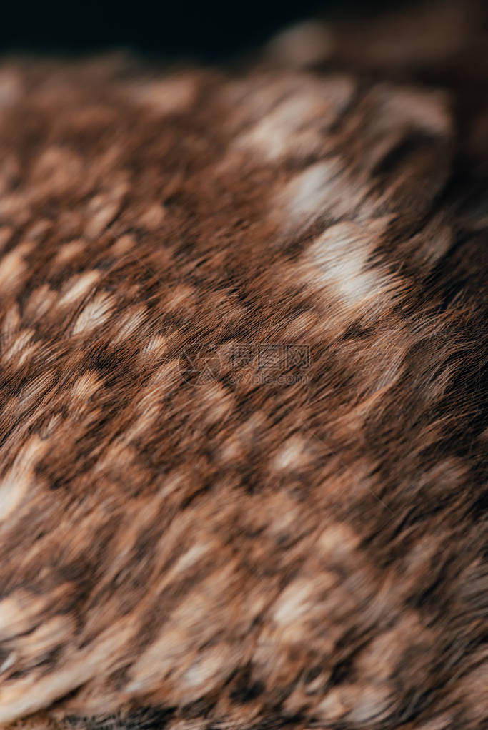 野生猫头鹰羽毛的特写视图图片