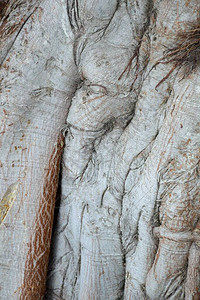 榕树皮纹理背景图片