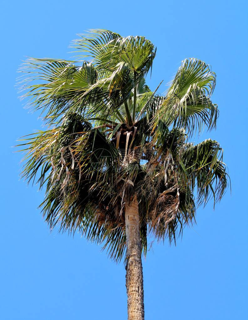 棕榈树的叶子与蓝天的令人回味的图像图片