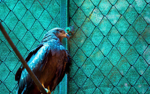 非洲鱼鹰动物园里的鹞鹰鸟高清图片