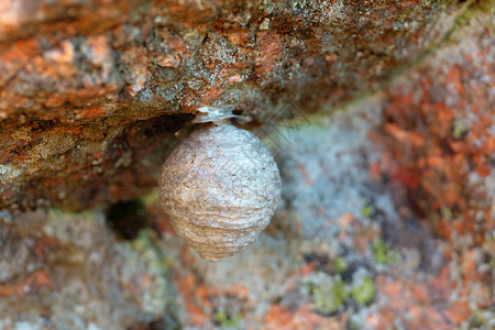 岩石上的黄蜂巢特写背景图片
