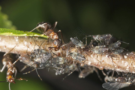 木蚁在蚜虫上收获的福米卡图片