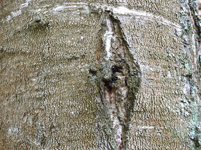 一棵有棕色树皮的杨树的干图片