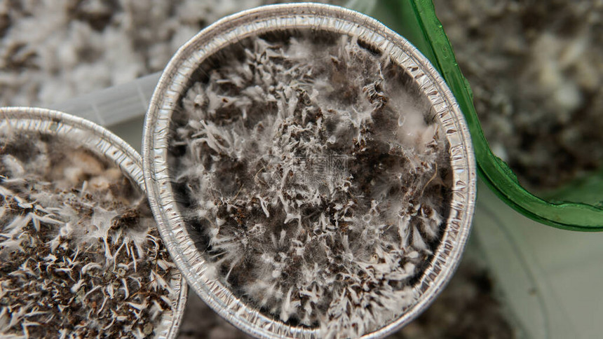 裸盖菇素真菌的生长菌丝体疾病的问题图片