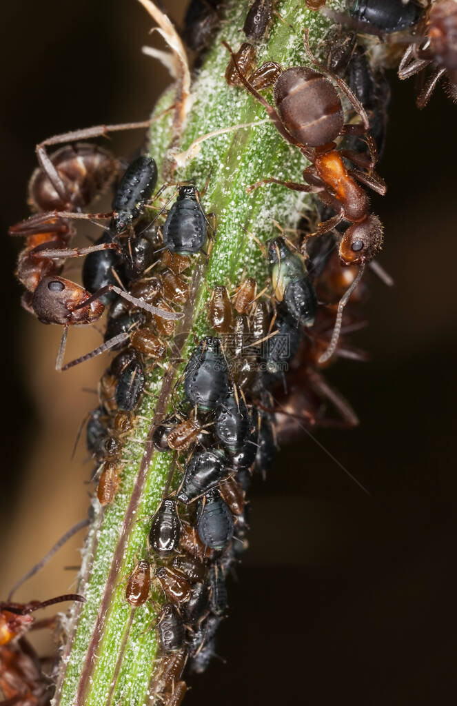 木蚁与蚜虫共生图片