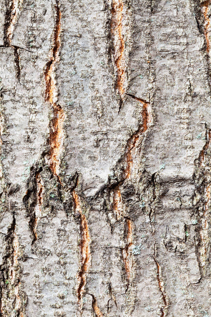 自然质地红橡树栎树干上的图片