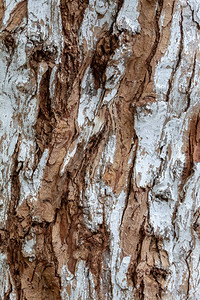 美丽的棕白色活树纹理图片