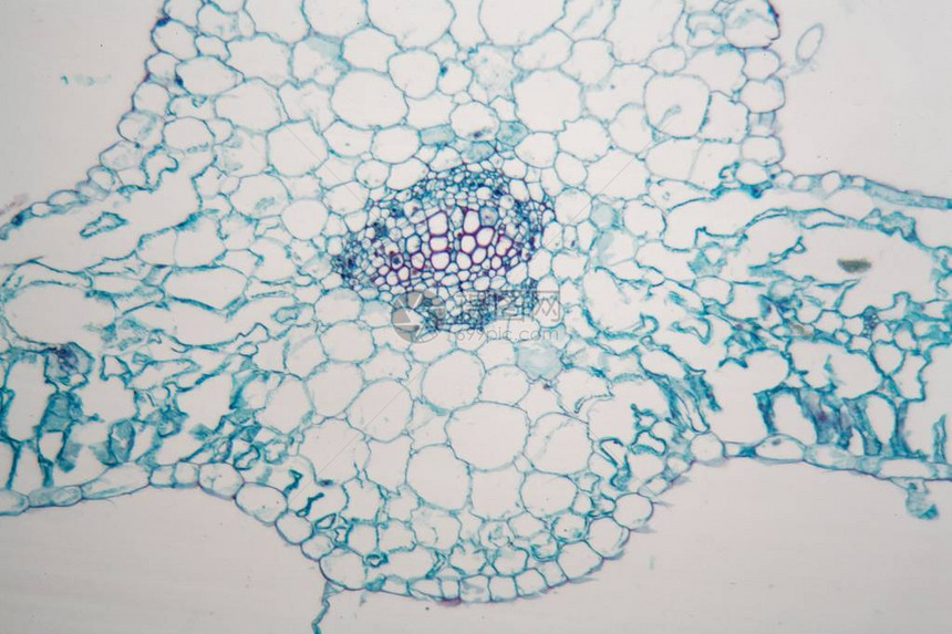 烟草叶细胞显微镜照片Nicotianata图片