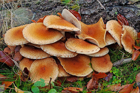 哈利玛施树桩上的蘑菇图片