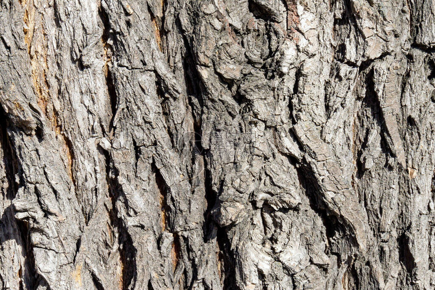 Oak树皮纹理用网站作为背景或桌面GrayOa图片