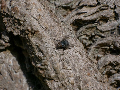蓝鸟苍蝇昆虫在树上图片