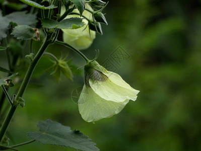 野草花种植园一家杂草植图片