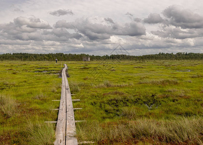 沼泽湿地上布有一条行人木脚桥图片