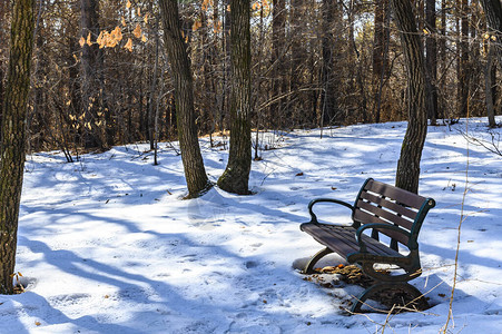 冬季常春金吉丹森林公园背景图片