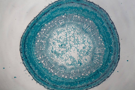 显微镜下小扁豆植物的蓝色干细胞图片