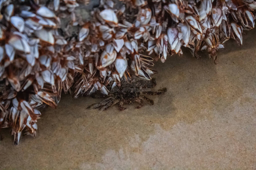 浅水下的黑螃蟹和卡隆的斑马图片