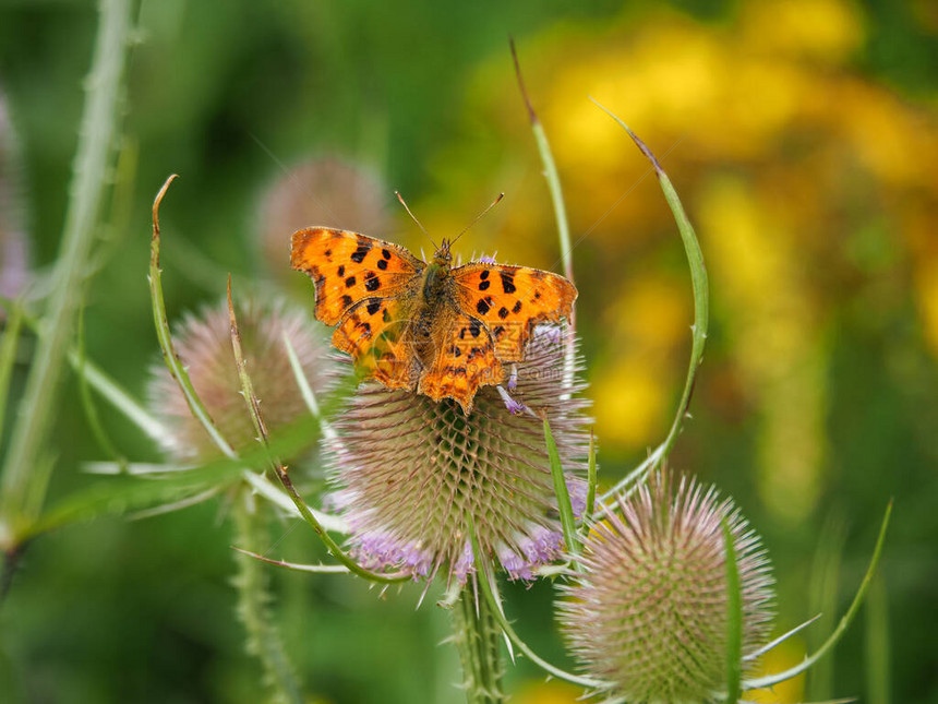蝴蝶多碳共聚物花朵上图片