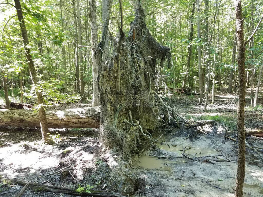 根在森林或树林和泥土中的树木倒塌或损坏图片