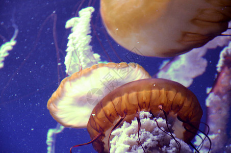 水族馆中的Jelly图片