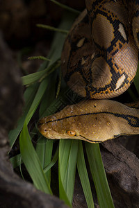 网纹蟒蛇的近景背景图片