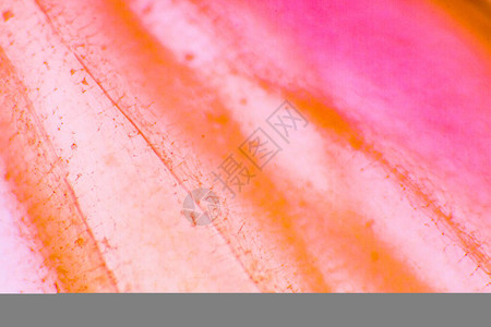 色素大洋葱细胞明亮的洋葱上皮细胞适合图片
