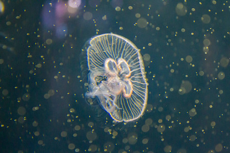 海中发光的水母图片
