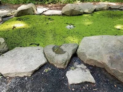 藻类中的青蛙和充满岩图片