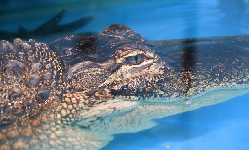 尼罗河鳄LatCrocodylusnotemodicusis是一个由真正的鳄鱼组成的大型爬图片