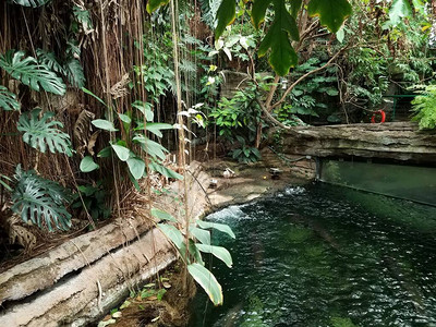 热带植物水和族馆葡萄和有热背景图片