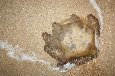 搁浅在沙滩上的水母图片