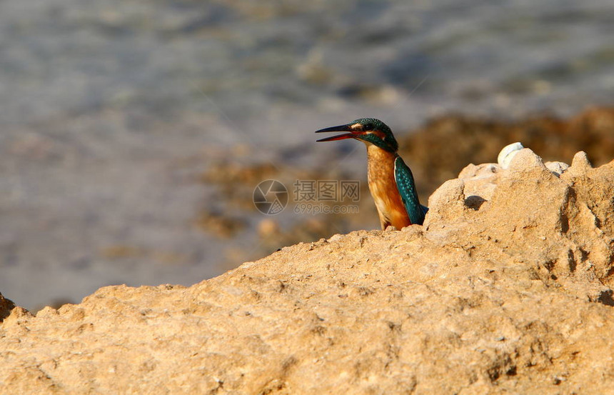 一只蓝色的小翠鸟坐在以色列北部地中海沿岸图片