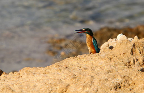 一只蓝色的小翠鸟坐在以色列北部地中海沿岸背景图片
